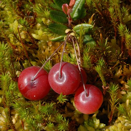 Gamta – visų namai. Spanguolės Čepkeliuose ir sodo sklype