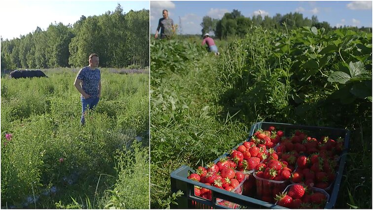 Braškės Lino ūkyje auga su piktžolėmis: giminės pamatę imasi už galvų, bet viskas – vardan derliaus kokybės