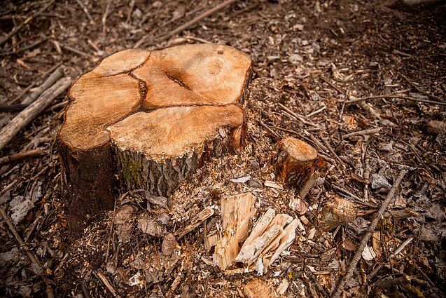 Panorama. Siekiant atpiginti biokurą, žadamos pataisos, kurios šilumą gaminti leistų iš miško atliekų