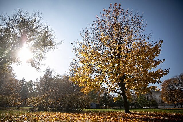 Saulėtas ruduo: šiluma džiugins ne tik savaitgalį, bet ir artėjančią savaitę