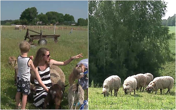 Justina ir Linas persikėlę iš miesto į kaimą įkūrė senųjų lietuviškųjų veislių avių ūkį: norime, kad vaikai pažintų gyvūnus