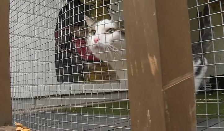 Gyvūnų globos namai