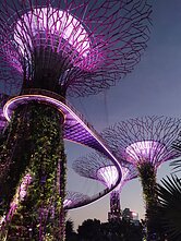 Singapūras