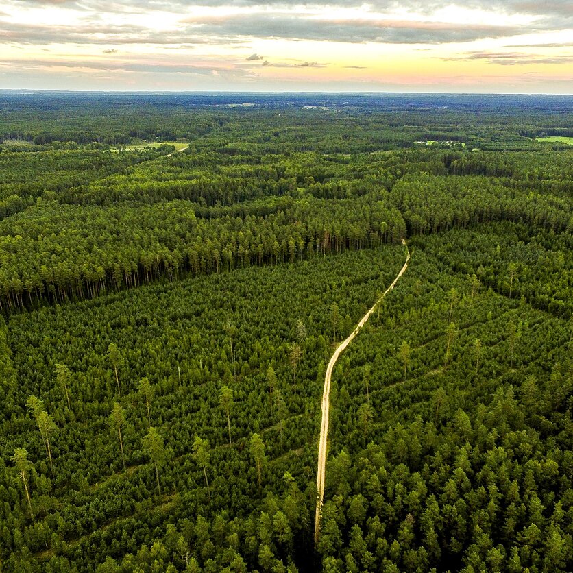 Irmantas Gelūnas, Vienkartinė planeta: apie skirtingai suprantamą pusiausvyrą miškuose