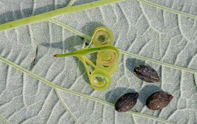 Palangių ir darželių gėlės – sprigės: gamtininkas papasakojo, kodėl jos „šaudo“ ir kaip atskirti invazines rūšis