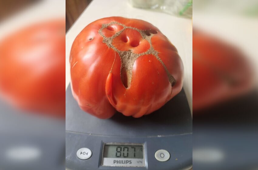 Kėdainietės darže – pomidoras milžinas Kėdainietės darže – pomidoras milžinas