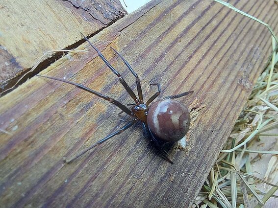 Naminis brėžius (Steatoda grossa)