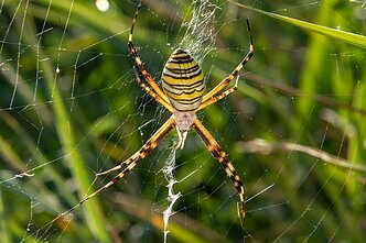 Paprastasis vapsvavoris