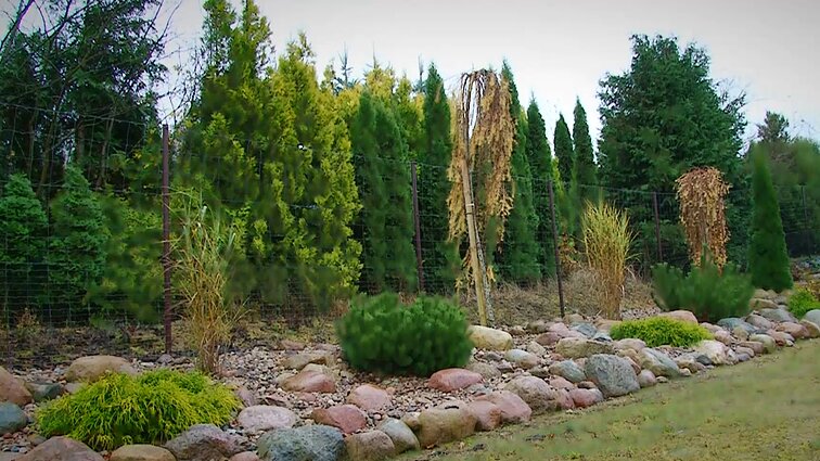 Kiemo augalai: specialistai pataria, ką sodinti, kad išventume netikėtų išlaidų bei ginčų su kaimynais