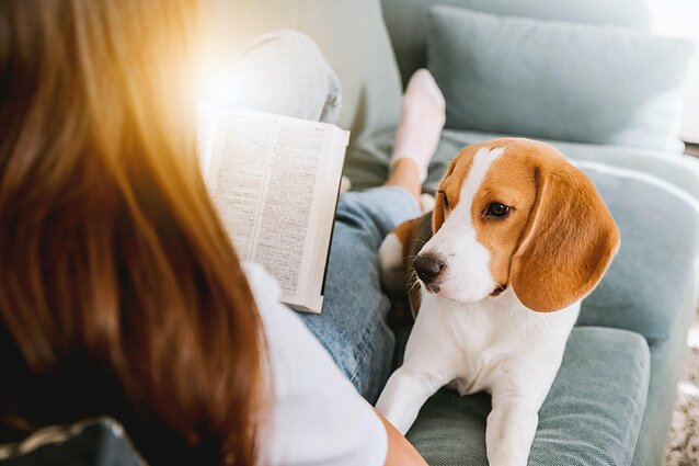 Bibliotekoje – ir keturkojai: terapiniai šunys padeda mažiesiems skaitytojams pamilti knygas