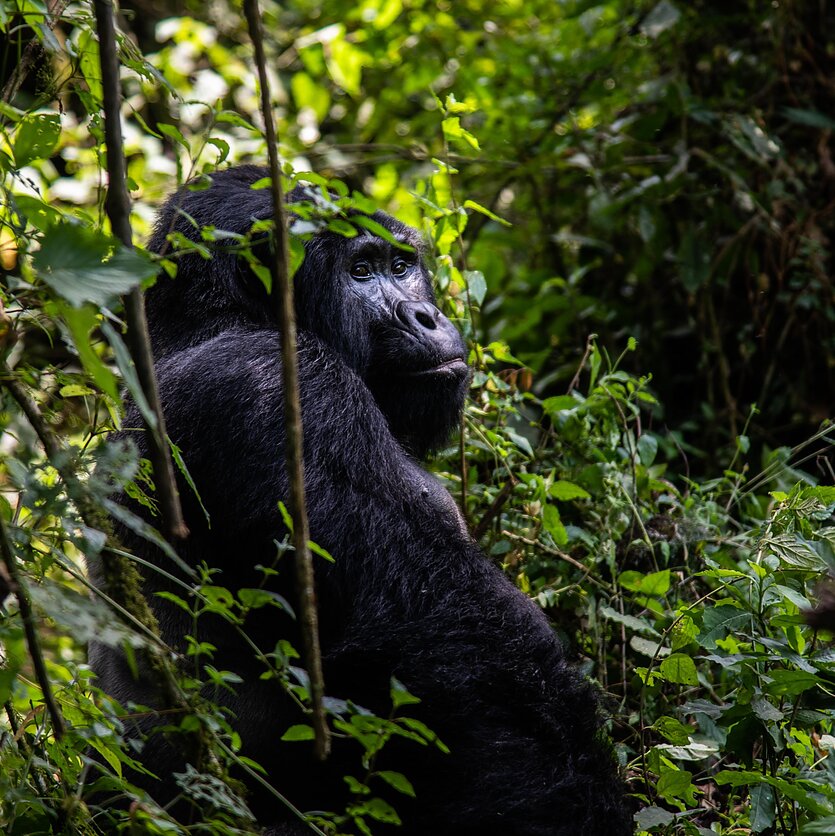 Berta Tilmantaitė (NARA), Gorila Ugandoje
