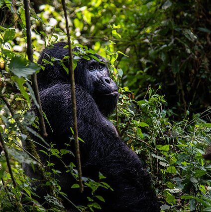 10–12. Iš Afrikos: apie kalnų gorilas ir šiuolaikinį Ugandos meną