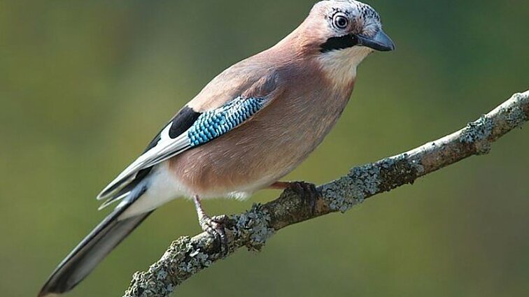 Ornitologas apie kėkštų išdaigas: apgaudinėja žmones pamėgdžiodami kačių miauksėjimą ar net statybų garsus