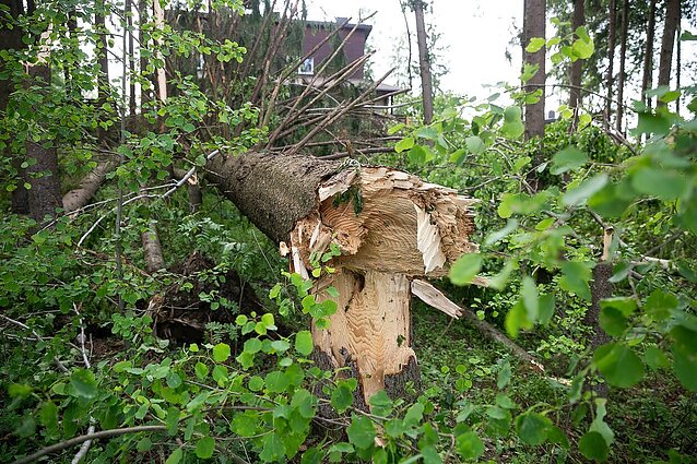Žinios. Per praėjusią parą ugniagesiai 87 kartus vyko šalinti stipraus vėjo išverstų ar nulaužtų medžių