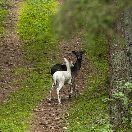 Gamta – visų namai. Miškuose sujudimas – danieliai kelia vestuves