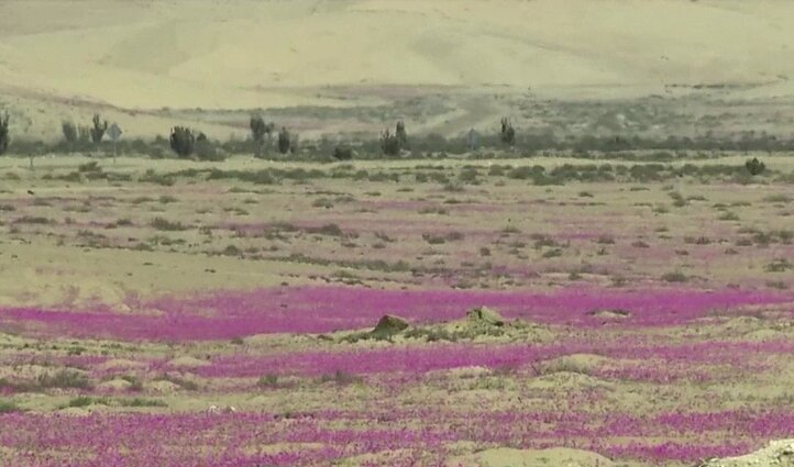 Kartą per keletą metų: kvapą gniaužianti dykuma Čilėje – pasipuošė žiedais