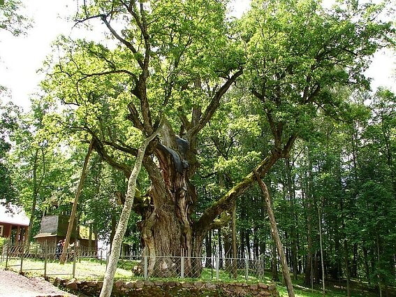 Ilgamečiai medžiai: žmogaus amžių išgyvenančios drebulės ir virš 1,5 tūkst. metų sulaukęs Stelmužės ąžuolas