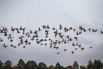 Žuvinto ežero apylinkėse dirbantis ekologas: atvykti stebėti paukščius geriausia artimiausiomis dienomis