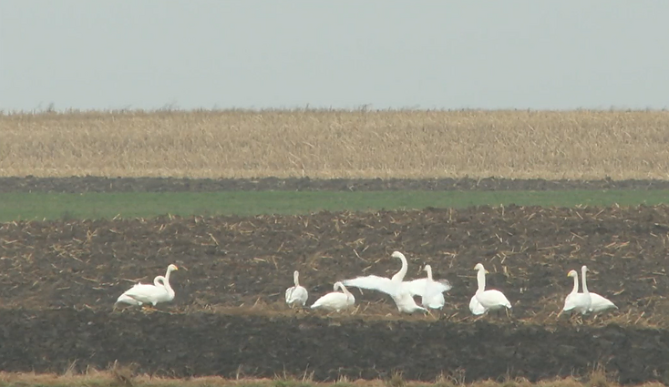 Dar galima suskubti išvysti tūkstančius migruojančių paukščių Žuvinte: atvykti reikia anksti ryte arba vakare