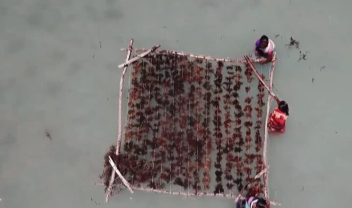 Viena didžiausių pasaulyje teršėjų Indija vysto žaliąją strategiją: plėtoja jūros dumblių ūkius