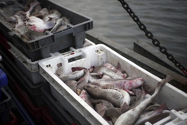 Prancūzijos ir JK ginčas dėl žvejybos: gali skaudžiai atsiliepti britams griežtesnėmis patikromis