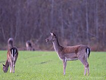 Danielių patelės ir jaunikliai