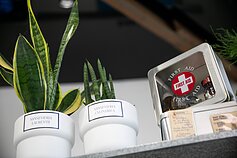 Daktaras Desertas
