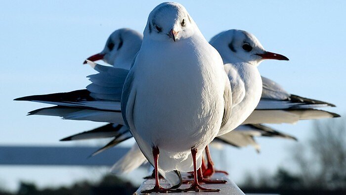 Šokiruojantis paukščių mitybos tyrimas: skrandžiuose rasta plastiko