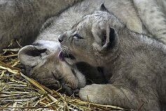 Liūtų trynukai Gelzenkircheno zoologijos sode