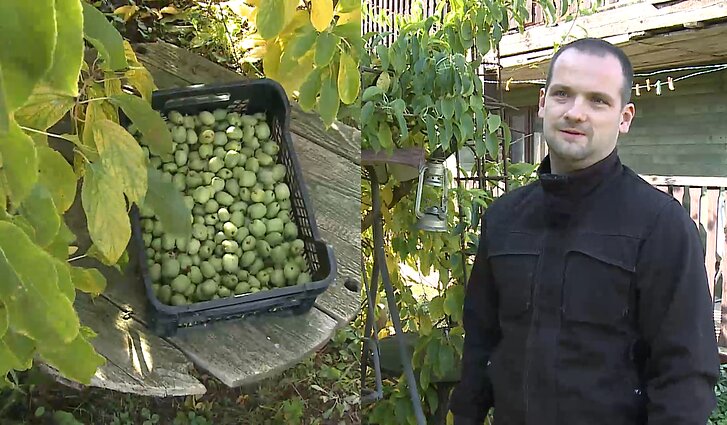 Nepralenkiamas vitamino C šaltinis – aktinidijos: jas auginančios Marmakų šeimos patarimai apie auginimą