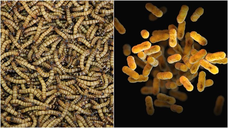 Matomi ir nematomi žmogaus kūne gyvenantys parazitai: kaip jie jame atsiranda ir kokias ligas sukelia?