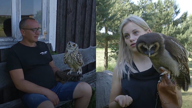 Pelėdų parke – įspūdingi paukščiai iš arti: šeimininkai paneigia mitus apie pelėdas
