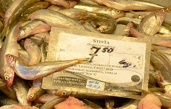 Prekyba stintomis Klaipėdoje