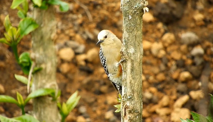 KLIPVID 2021. Dalius Garnys – „Sereikiškių parkas“