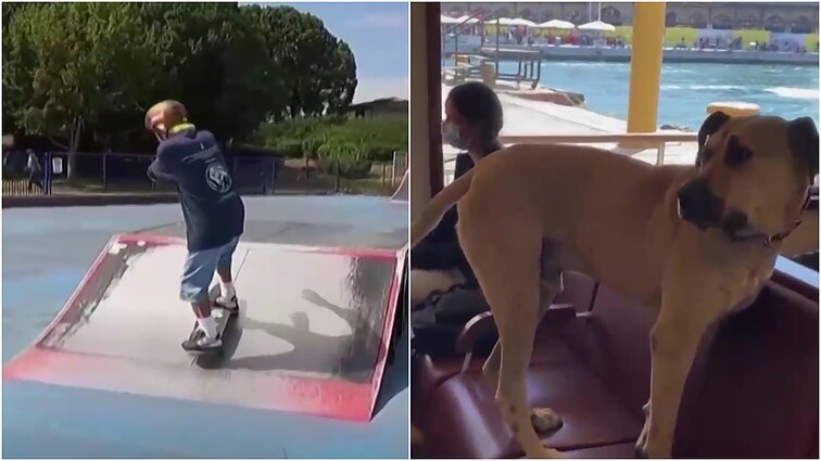 Smagios ir įspūdingos 2021 m. istorijos: nuo šuns keliaujančio viešuoju transportu iki riedlenčių sporto kaip prevencijos nuo demencijos