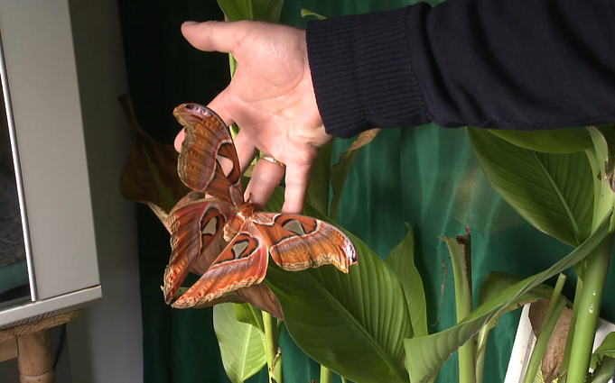 Drugelio efektas: kodėl planetai tokie svarbūs drugiai ir kaip jie susiję su matematika?