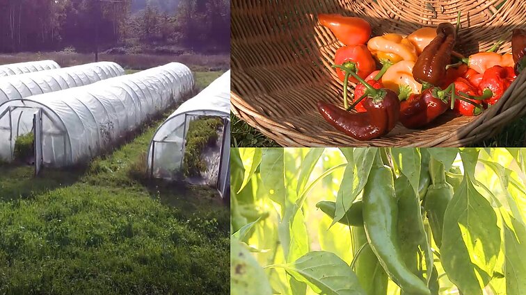 Įkurti aštriųjų pipirų ūkį paskatino meilė pasaulio virtuvėms – neradęs ingredientų, Raimondas užsiaugino pats