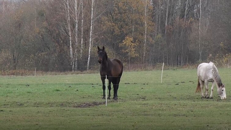 Gyventi kaime gera. Aštriųjų pipirų ūkis ir žirgų terapija Prienų rajone