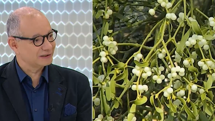Nors žaluma – po sniegu, jos rasti dar galima: gamtininkas pristatė, kokių augalų nenaudoti Advento vainikui
