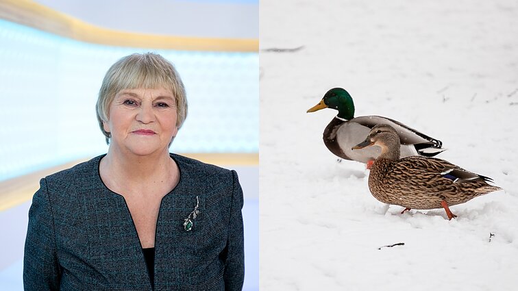 Galvonaitė apie sniegą per Kalėdas: jei žiema neaptings, gal ir ateis