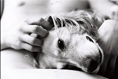 Neringos Rekašiūtės augintinis Spinoza