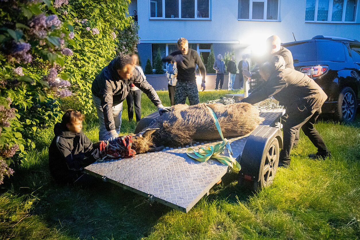 Birželio pradžioje po sostinę klaidžiojo briedis. Gyvūnas buvo pastebėtas keliose Vilniaus gatvėse, LRT fotografui pavyko užfiksuoti gyvūną K. Donelaičio gatvėje. Briedis blaškėsi uždarame kieme. Kiek vėliau jis buvo sugautas. 