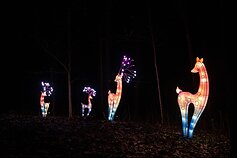 Žibintų ir šviesos instaliacijų festivalis Rumšiškėse