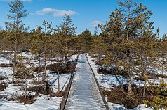 Winter in Soomaa National Park in the south of Estonia