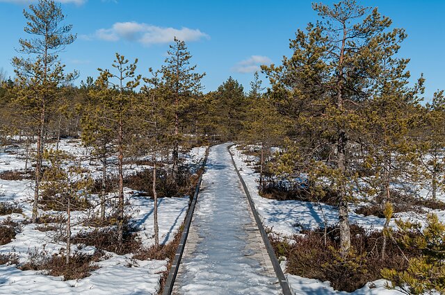 Winter in Soomaa National Park in the south of Estonia