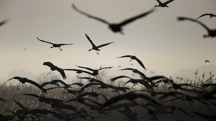 Žinios. Didžiausia laukinės gamtos katastrofa Izraelio istorijoje: dėl paukščių gripo jau žuvo bent 5 tūkst. gervių