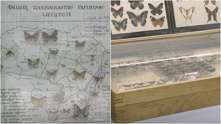 Entomologas VU padovanojo drugių kolekciją, siekiančią tūkstančius: tarp jų ir drugeliai iš XVIII a.