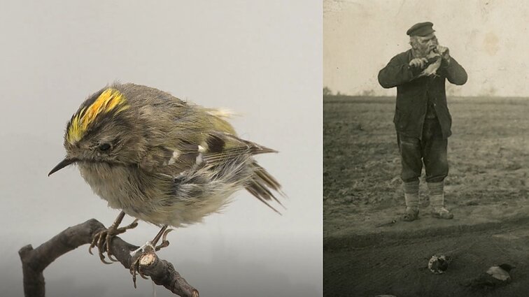 Įstabus paukščių gyvenimas: slėpininga didžiųjų skraiduolių simbolika, išnykusios rūšys ir lietuvių valgytos varnos