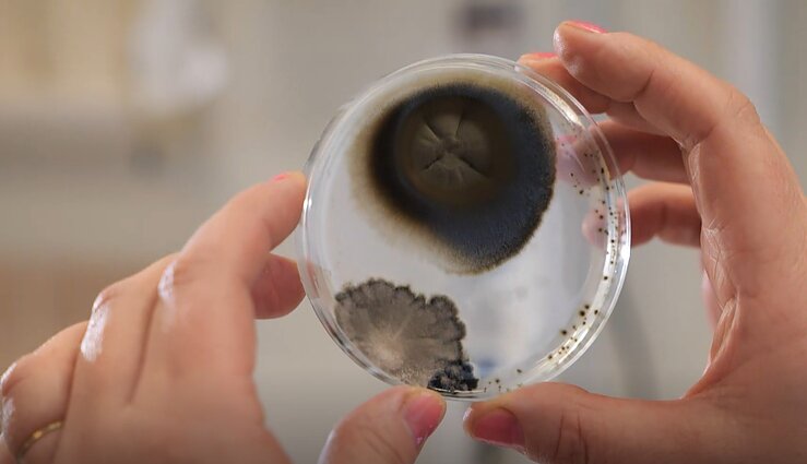 grybai naikina kancerogenus