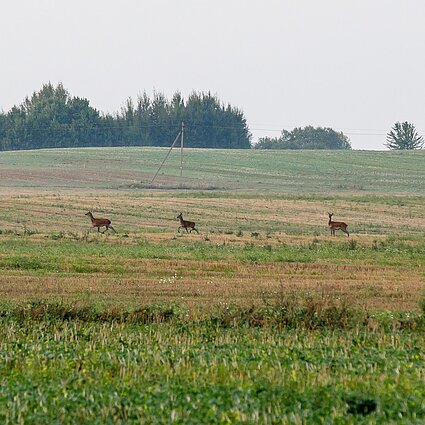 Radijo byla. Atlyginimas už laukinių gyvūnų padarytą žalą. Kas žinotina ketinantiems naudotis NT brokerių paslaugomis? Apie kriminalinę žvalgybą